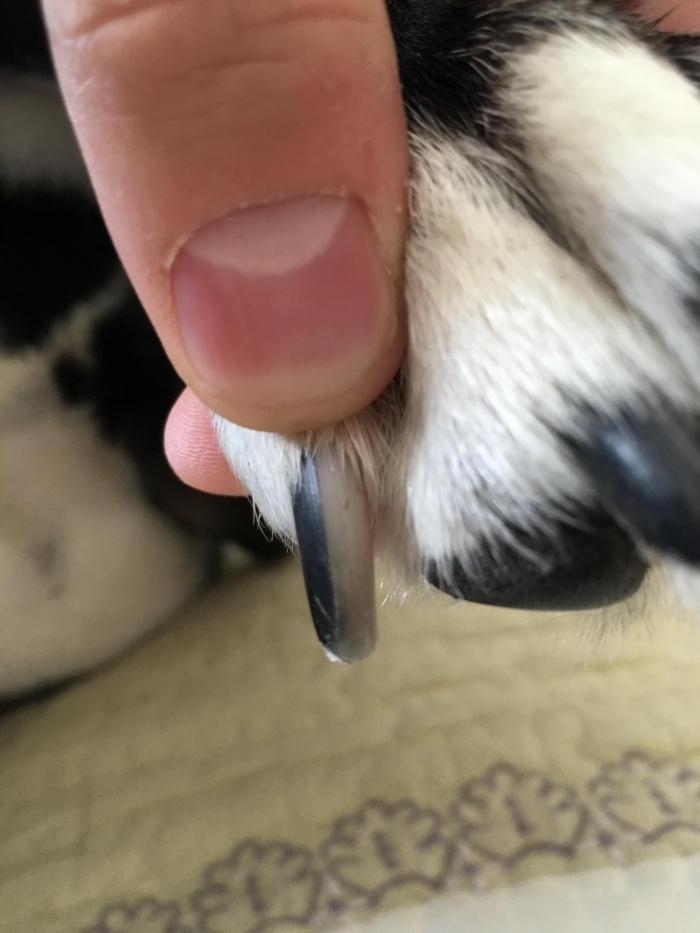My Dogs Nail Is Half Black And Half White